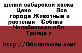 щенки сибирской хаски  › Цена ­ 10 000 - Все города Животные и растения » Собаки   . Челябинская обл.,Троицк г.